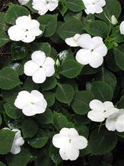 Impatiens - White