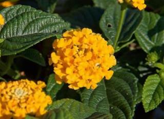 Lantana - SunFun Gold