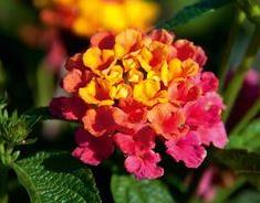 Lantana - SunFun Sunrise Rose