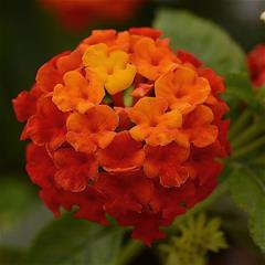 Lantana