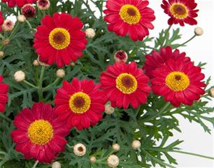 Argyranthemum - LaRita Scarlet