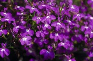 Lobelia - Dark Purple