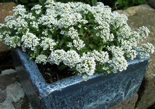 Lobularia - White