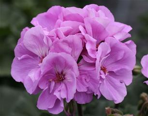 Pelargonija zonale - Moonlight Violino