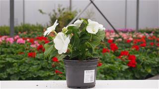 Impatiens Nova Gvinea - Petticoat White