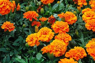 Tagetes - Orange