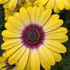 Osteospermum - Tropic Sun