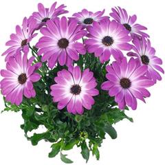 Osteospermum - Margarita Pink Flare