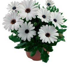 Osteospermum - Margarita White