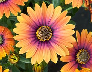 Osteospermum - Purple sun