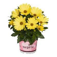 Osteospermum - Margarita Yellow