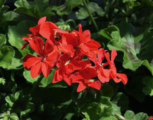 Pelargonija Dupla - Corriente Beach