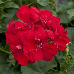 Pelargonija Dupla - Temprano Bright Red