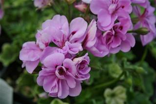 Pelargonija Dupla - Temprano Butterfly