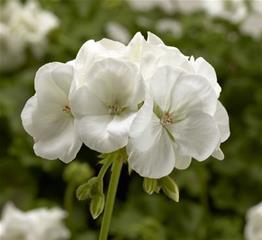 Pelargonija zonale - Calliopa White