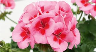 Pelargonija zonale - Smoky Eye Rose