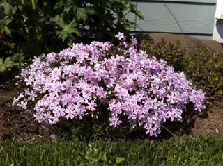 Phlox - Candy Stripe