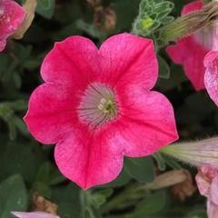 Pootunia - Dekko rose red