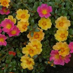 Portulaca