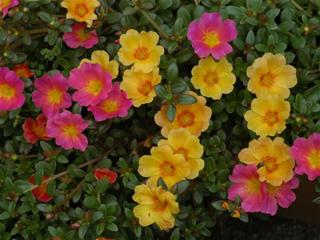 Portulaca 01