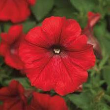 Potunia - Dekko red