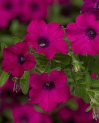 Potunia - Itsy Magenta