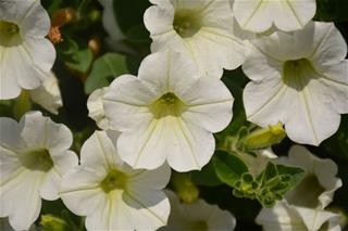 Potunia - Dekko White