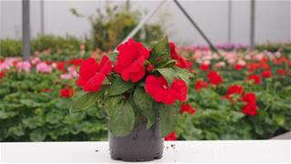 Impatiens Nova Gvinea - Petticoat Red