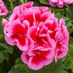 Pelargonija zonale - Calliopa Rose Red