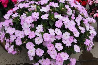 Sunpatiens - Orchid Blush