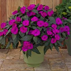 Sunpatiens - Compact Purple