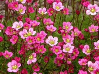 Saxifraga - Pink