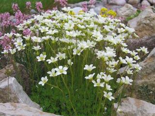 Saxifraga blutent white