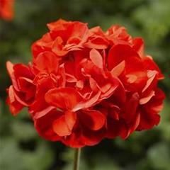 Pelargonija zonale - Calliopa Scarlet Red