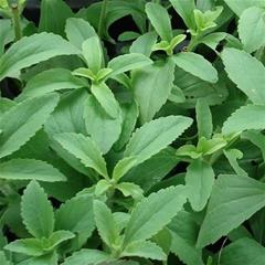 Stevia