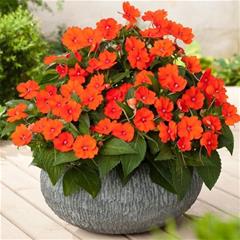 Sunpatiens - Electric Orange