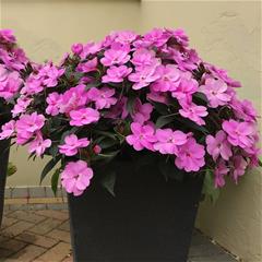 Sunpatiens -  Lavander