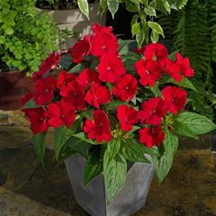 Sunpatiens - Red