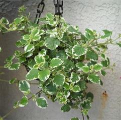 Tamian