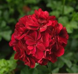 Pelargonija Dupla - Temprano Dark Red