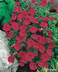 Aubrieta - royal red