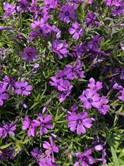 Phlox purple beauty