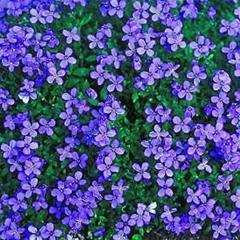 Aubrieta - royal blue