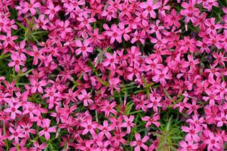 Phlox scarlet flame