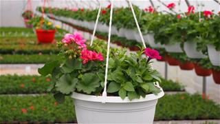 Trix viseća - Lobelia, Pelargonija Zonale, Potunia