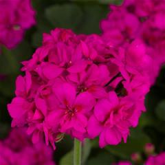 Pelargonija zonale - Calliopa Lavander Blue