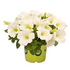 Potunia - White