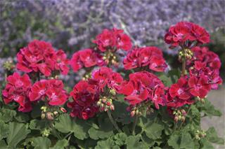 Pelargonija zolane - Ruby Lee