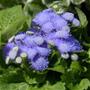 Ageratum