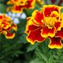 Tagetes